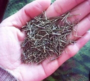 河北大爷养文竹,盆里扔块“它”,一窜1米2,开满小白花,牛!