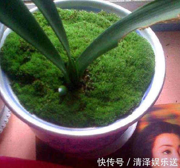 小萌新想让兰花更雅致，很简单，花农教你如何在盆面种植苔藓