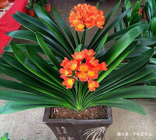 什么花生壳、瓜子皮都不如“两种肥”，拿来养君子兰，叶绿花更旺