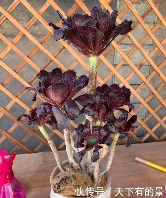 浇水|法师一到夏天,成了光杆司令,不用管它,秋天叶子会长出来