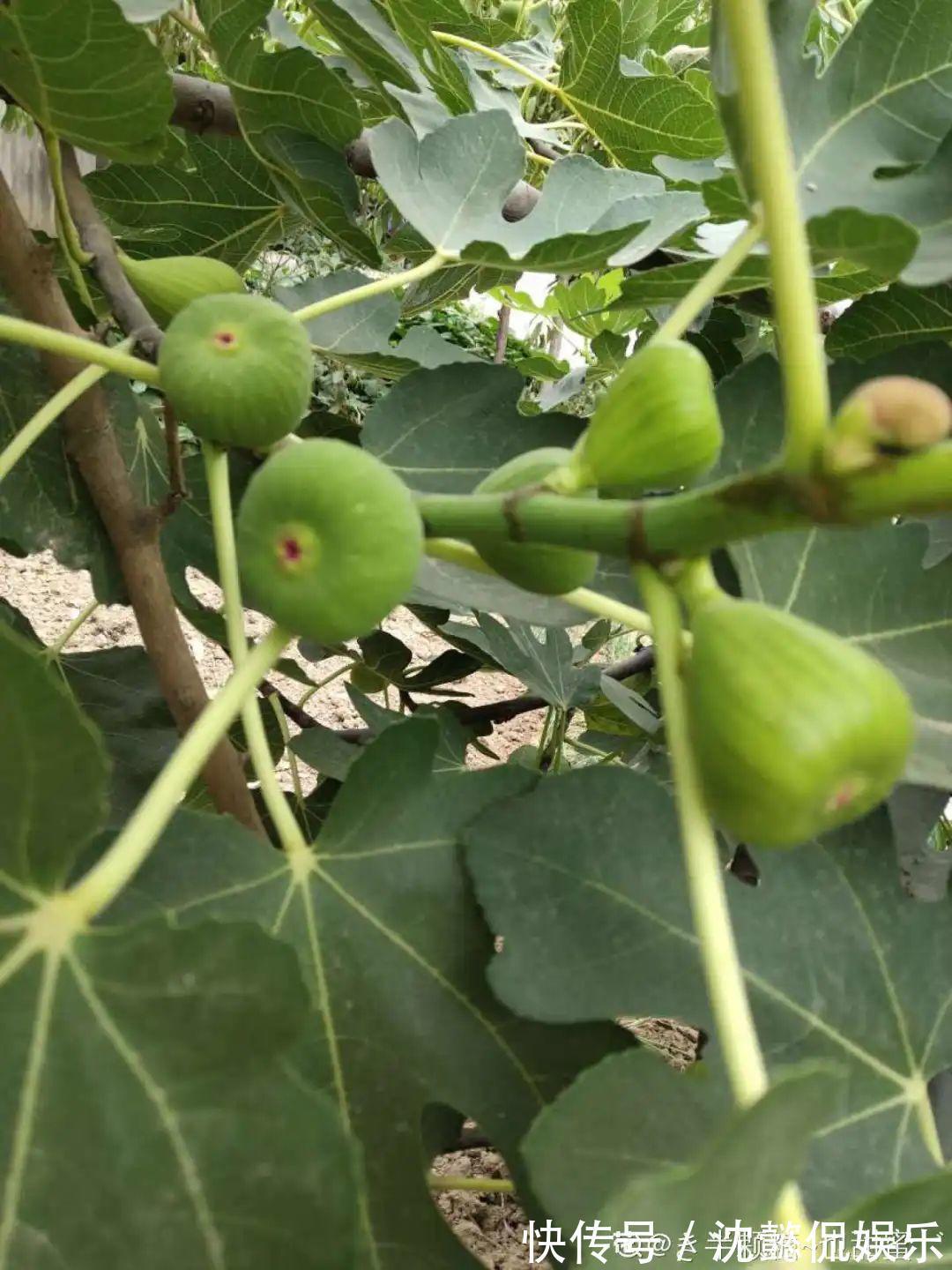 枝条|大粗杆插土里,7天生根,当年结果压弯枝,不用买水果了!