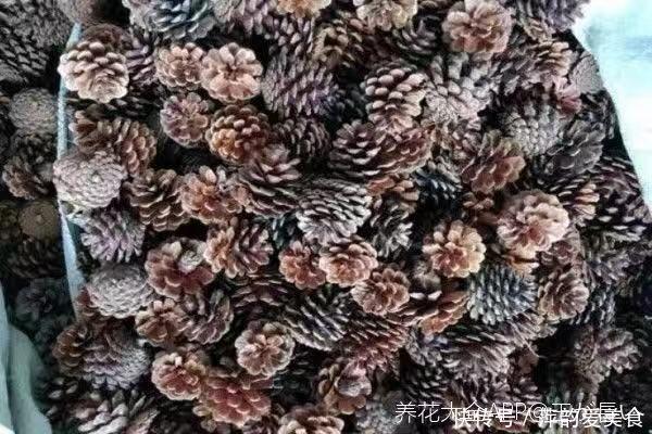 路边捡点它,开水一烫扔盆里,养花10年不烂根!