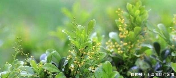 土壤|用这招来养盆栽米兰,一年四季都开花不断