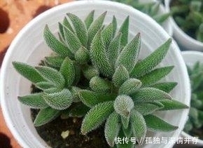 散射处|夏天来了,这些多肉要小心了,不然就死翘翘了!