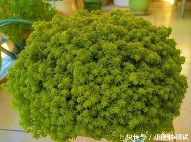 扔土里能疯长一大片的多肉,半年能占领院子!