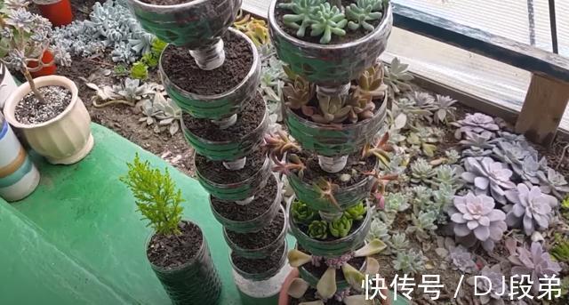 瓶口|攒了1个月的塑料瓶,瓶口朝下一个扣一个,用来扦插多肉,生根快