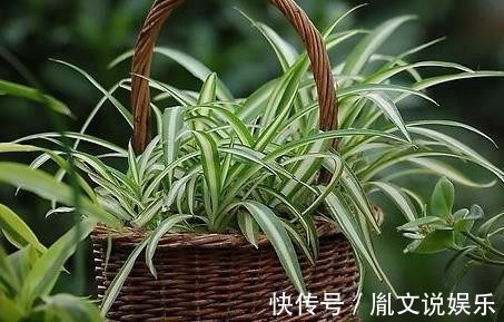 有害气体|这5种植物，放置在家中百利而无一害！