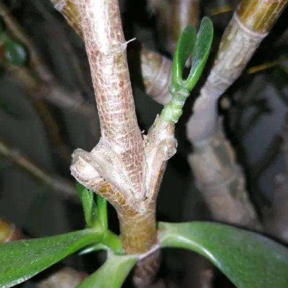 嫁接|嫁接达人,玉树嫁接长寿上,花友直呼内行!