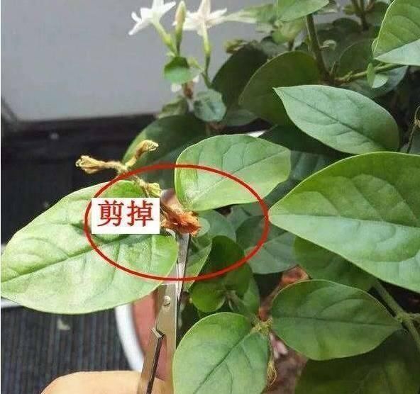 老桩茉莉开花更有“韵味”，学会4招，你也能养出老桩