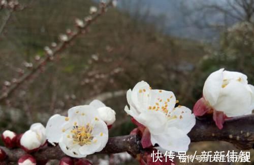 伤春&王安石特别唯美一首词,感情细腻,结尾更流传千年,宰相也柔情