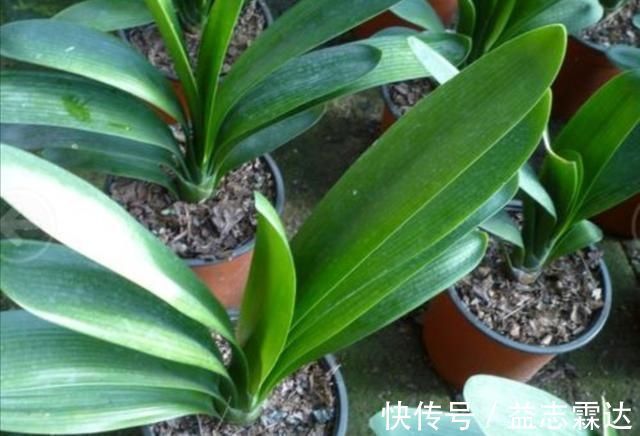 植株|君子兰叶子出现褶皱，3个方面没有做好，应及时改正