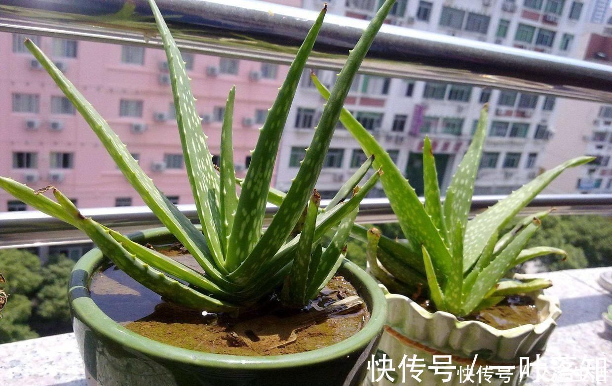 小花|这3种花碰上雨天要搬回家，一淋雨就烂根，再次复花不容易