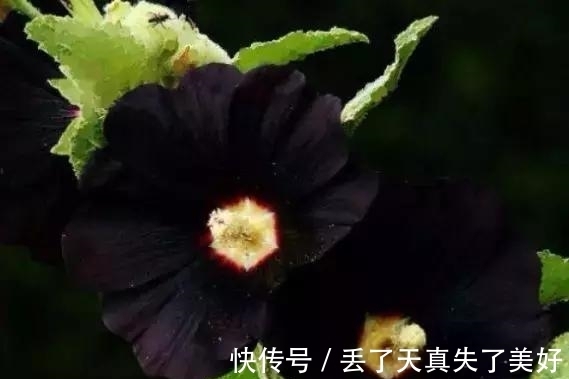 6款黑色鲜花!养过一种就是大神!