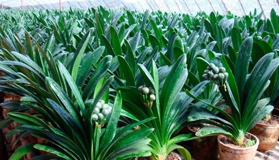 君子兰一年四季如何浇水？教你4个“黄金浇水法”，一般人不外传