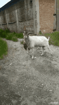 架势|“对门刚搬来的小姐姐开着门做饭,好奇瞅了一眼,这架势是刚睡醒?”,哈哈哈哈!