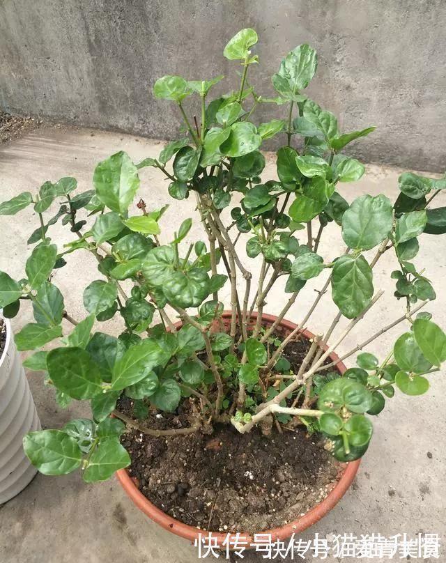 修剪|养好茉莉花，关键在一个“摘”，能开两个季度，白色花瓣挂满花盆