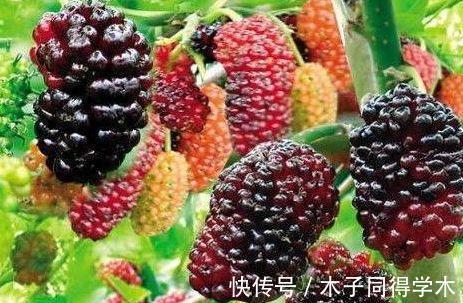 风热感冒|吃桑葚时很多人把桑叶丢掉,却不知该东西的营养、作用如此强大