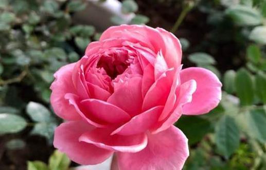 喜欢菊花,不如养“玫瑰精品”安妮公主,草莓香味,花色艳丽