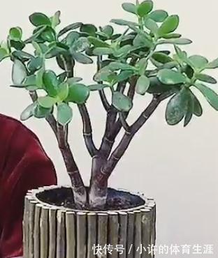 奶粉罐不要扔,拿来养花,比花盆还好看