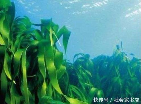 最怕|癌细胞最怕的以下几类食物,连医生都在吃,常吃癌症躲着你
