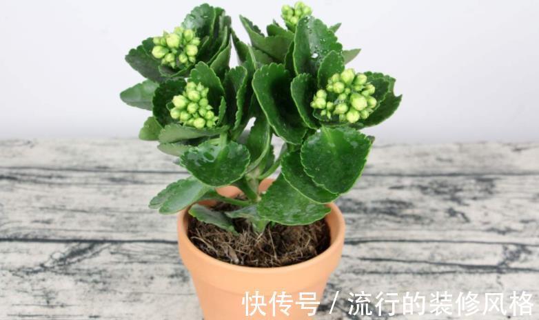水溶肥|天热养长寿花，盆栽慎重这4点，不黑腐不化水，9月呼呼开花