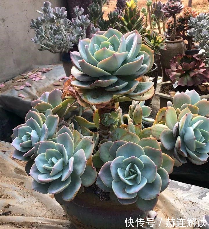 艾伦|姐姐养了9年的多肉,没有买肥就用它,个个长成精!