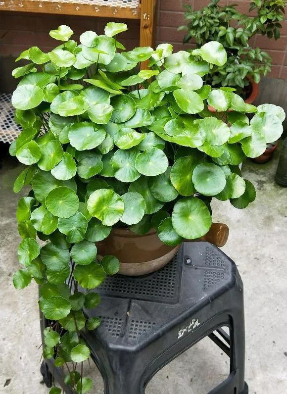 铜钱草养在这个地方,一周就爆盆,叶子能长成巴掌这么大