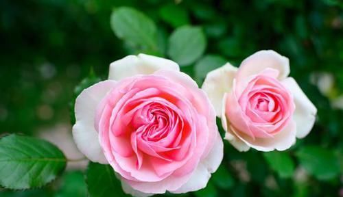  夏洛特夫人|三款最经典的月季，家里有阳台定要养几棵，香味扑鼻，月月都开花