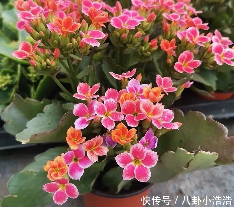 花期|45种长寿花,个个都是高颜值,家里养几盆,美得移不开眼