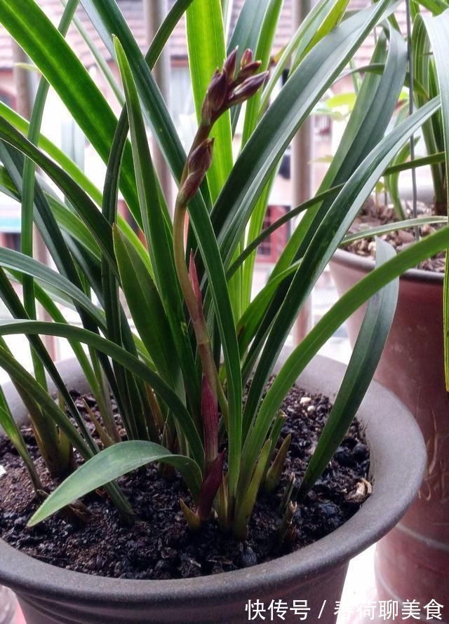 能开三季的兰花就是这种,开花优雅有香气,不娇气好养