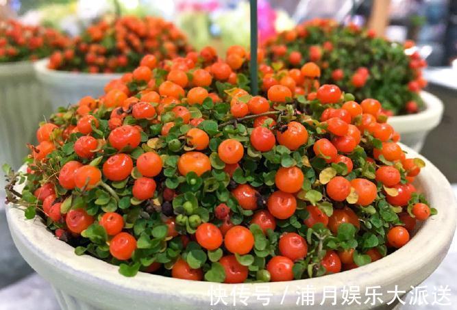 花中玛瑙|1种“花”,被称“花中玛瑙”,花大钱也买不到,养一盆值了