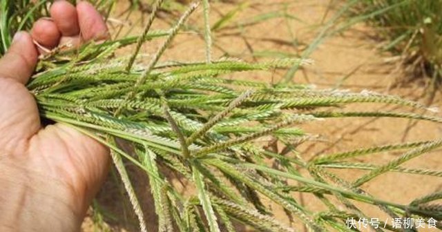 人稱“拔不動”,卻因繁殖力,常被除掉,殊不知8元一斤