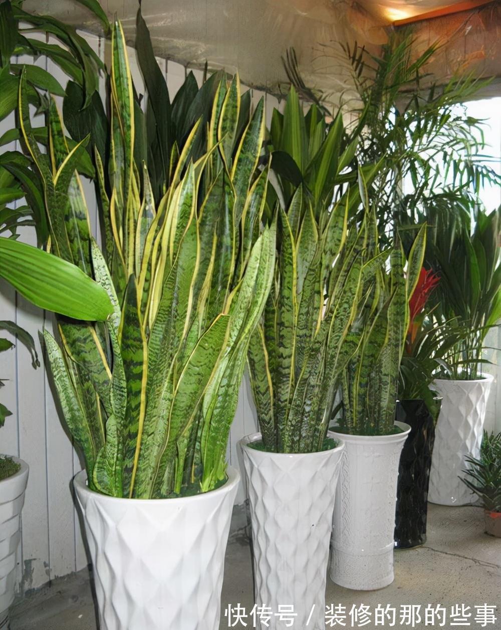 浇水|6种“泼辣花”,容易被浇死,越懒养越爆,勤快人养不好