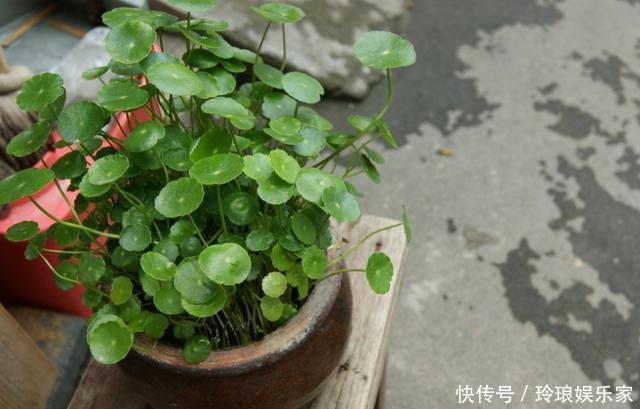 养护|这4种花，“大胆”浇水长得更好，水越多根越旺，开花你就赚了！