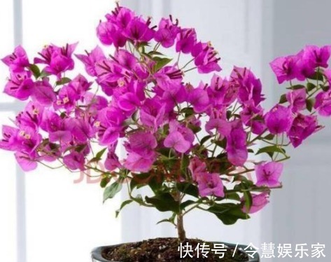 枝条|养好三角梅,学会“3个秘诀”,花团锦簇长得旺,年年开花不断!