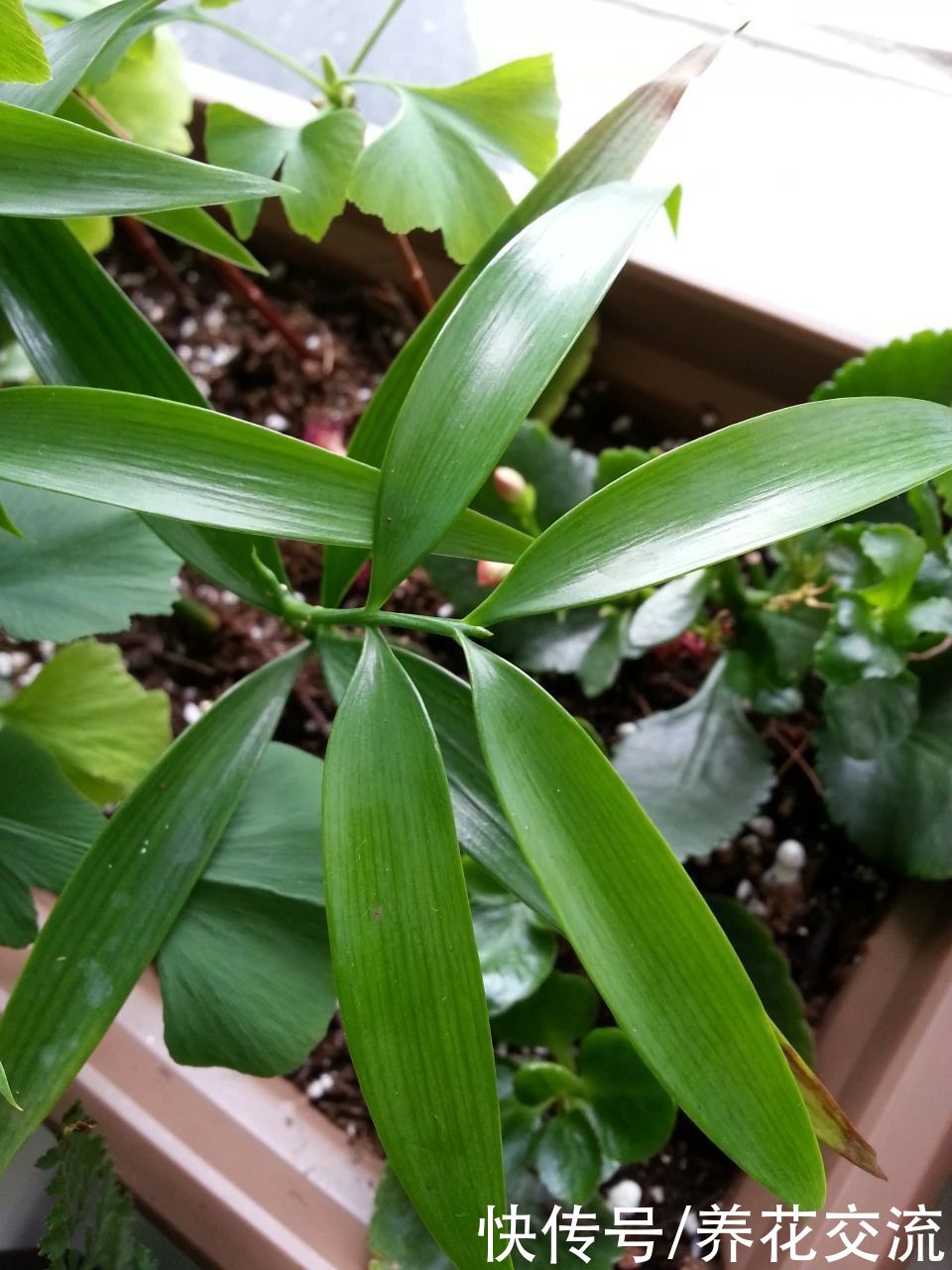 土壤|用播种的方法培育盆栽竹柏,幼苗极其耐阴,很适合养在室内