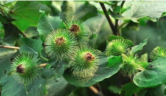 除草|牛蒡有“东洋参”的美誉,补肾壮阳,掌握五点,种出优质的牛蒡