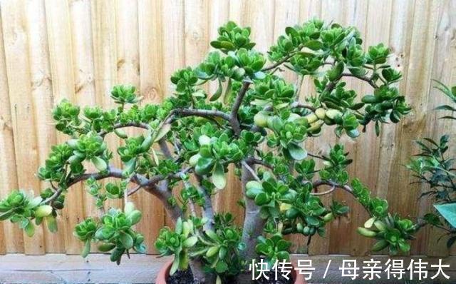 6种“懒人花”,看着很普通,养着很“实惠”,养得越久越觉得好