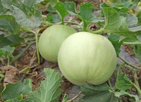 滋阴养肾|想长寿全靠吃,3种食物离不开,补充营养、滋阴养肾,越吃越健康