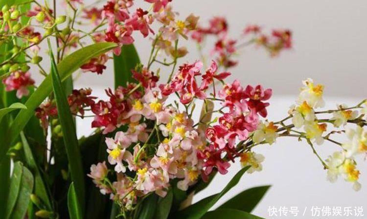  花朵|4种花好养又漂亮，花朵大花期长，漂亮又好养，越养越“值钱”