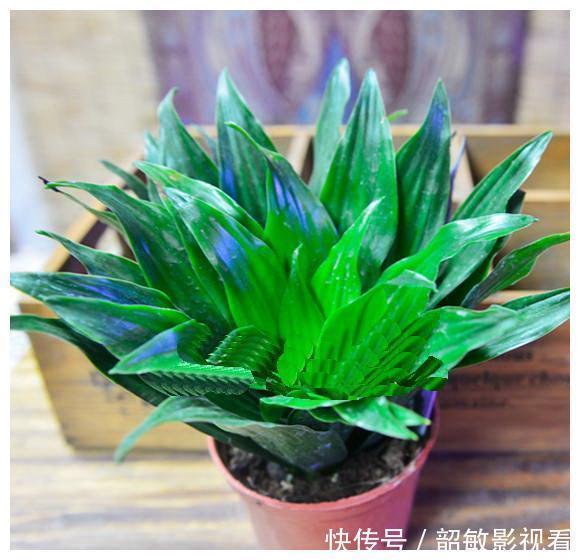 仙人球|“吸毒”能力超强的四种花草，“甲醛”分分钟被吸光