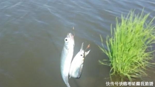 夏季|夏季钓鱼,子线的选用技巧,科学的选择子线长短,钓鱼事半功倍