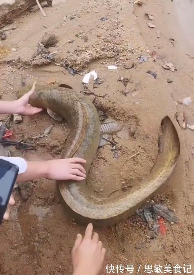 十几斤大泥鳅?广州小伙珠江边钓鱼,碰到有人放生“大型水族”