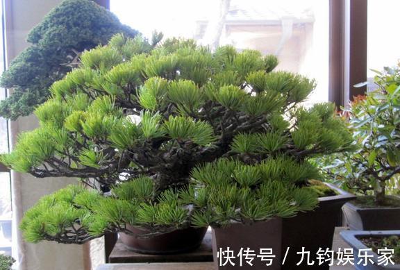 家有罗汉松,一生不受穷,4个小技巧,养出好盆景,越养越值钱