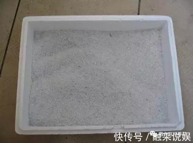 1把沙子撒盆里,土不板结根不烂,叶不黄小飞虫也没了!