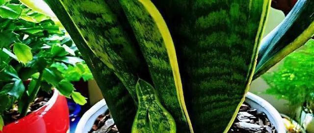 扦插|把虎皮兰的叶子这样剪一下,一盆能变好几盆