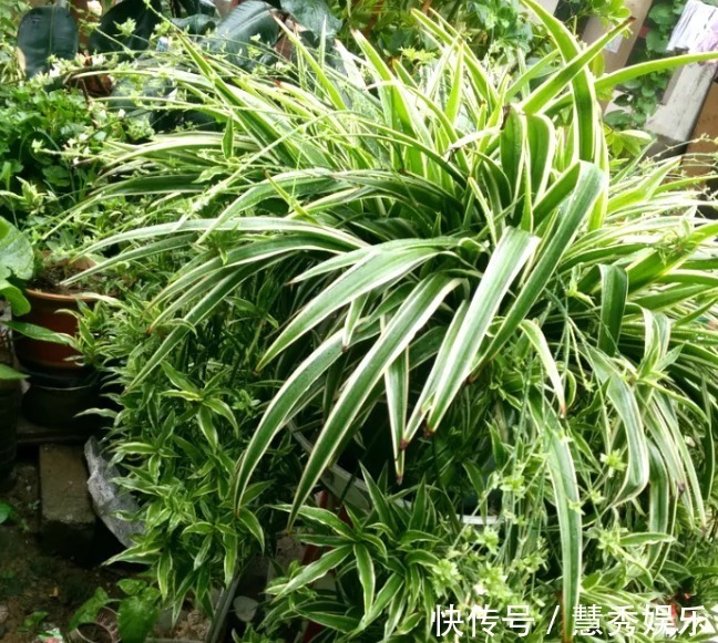 还在用清水浇绿萝别傻了,绿萝是个“大酒鬼”,一小勺就爆盆!