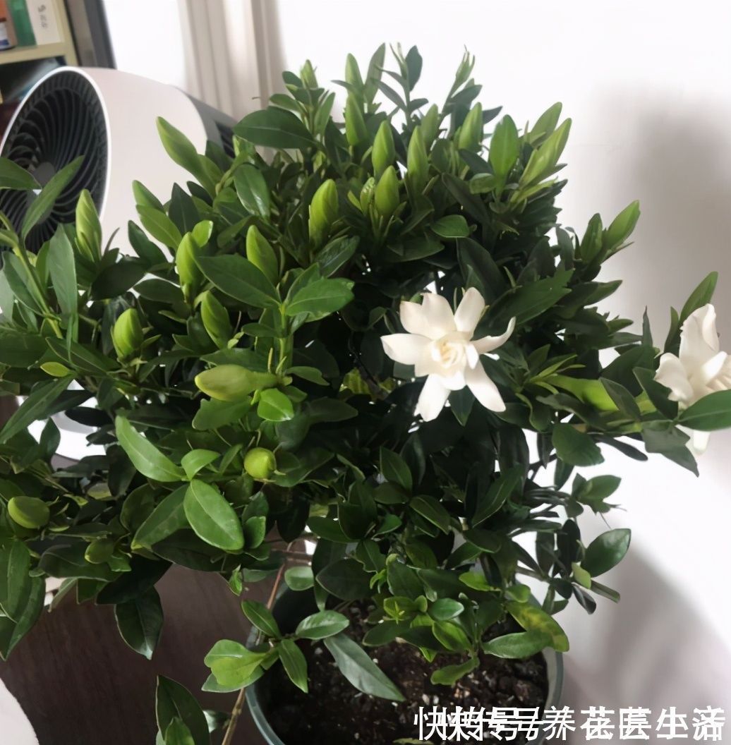 个人|10个人养栀子花,9个人养不好,那是因为没有掌握真正的“技巧”