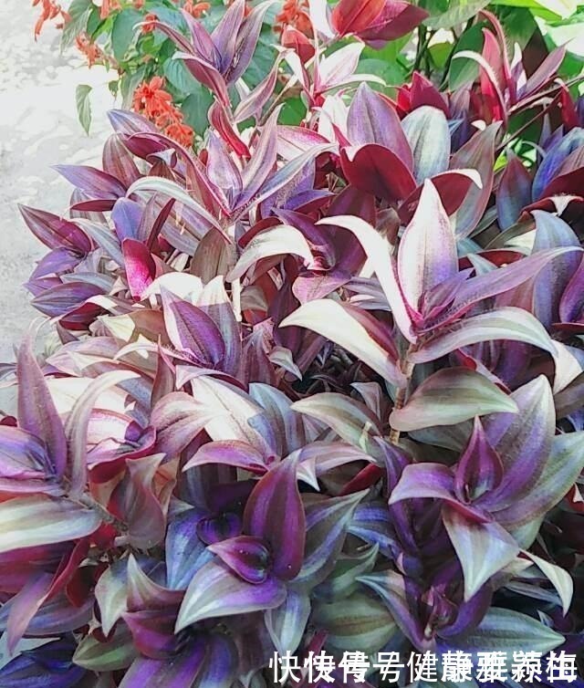 吊竹梅|别养绿萝了,这花比绿萝好看好养,邻居一口气养了20盆!