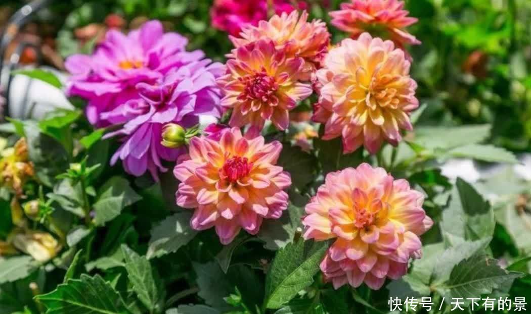 3月栽种大丽花，植株长得旺盛，夏天开满大花团